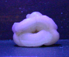 Chalcedony rose - (Mouth)