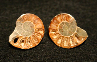 Ammonite post earrings