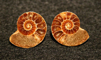 Ammonite post earrings