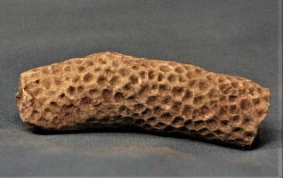 <i>Septastrea</i> - stick coral