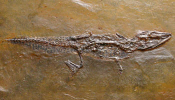 <i>Baryphracta deponiae?</i> - Messel crocodile