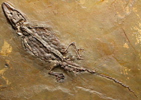 <i>Diplocynodon</i> - Messel crocodile