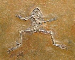 <i>Palaeobatrachidae</i> - Messel frog