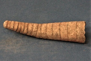 <i>Orthoceras</i> - fossil nautiloid