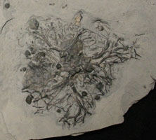 Crinoid root with brachiopods,  trilobites, & bryozoa?