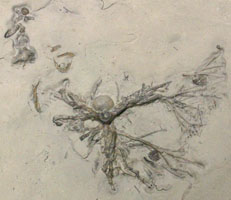 Crinoid root, brachiopods, & trilobites