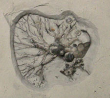 Crinoid root and brachiopods