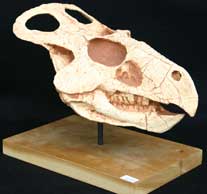 <i>Protoceratops andrewsi</i>
