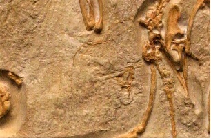 <i>Archaeopteryx lithographica</i> - London specimen