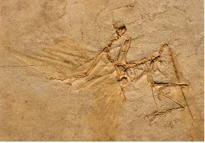 <i>Archaeopteryx lithographica</i> - Munich specimen