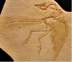 <i>Archaeopteryx lithographica</i> - Eichstatt specimen side A