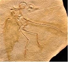 <i>Archaeopteryx lithographica</i> - Eichstatt specimen side B