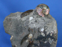 Ammonite conglomerate