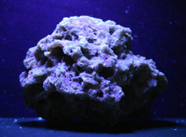 Sponge - fossil