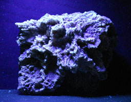Sponge - fossil