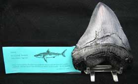 <i>Charcharadon megalodon</i> (Shark Tooth)