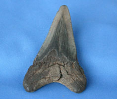 <i>Carcharocles auriculatus</i> - tooth