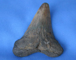 <i>Carcharocles auriculatus</i> - tooth