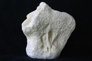 <i>Onnia</i> trilobite replica
