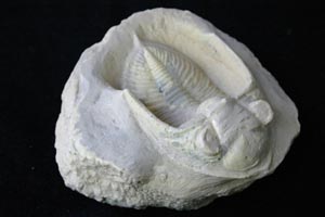 <i>Odontochile</i> trilobite replica