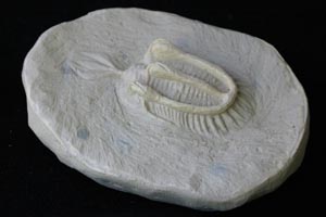 <i>Walliserops</i> trilobite replica