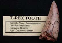 <i>Tyrannosaurus rex</i> tooth