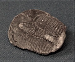 <i>Elrathia kingii</i> - fossil trilobite