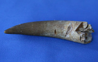 <i>Elasmosaurus mauritanicus</i> - tooth