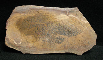 Fossil bone slab - Utah
