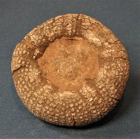 <i>Echinus esculentus</i> - fossil sea urchin