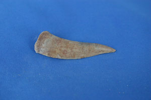 <i>Encodus libycus</i> tooth