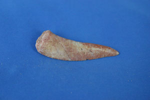 <i>Encodus libycus</i> tooth