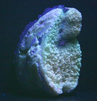 <i>Mercenaria permagna</i> fossil clam with calcite