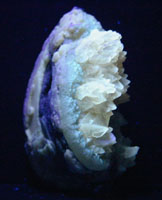 <i>Mercenaria permagna</i> fossil clam with calcite