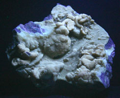 Calcite encrusted clams etc.