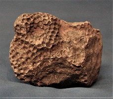 <i>Septastrea</i> - stick coral
