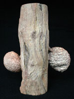 <i>Araucaria mirabilis</i> - branch with cones