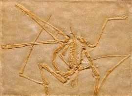 <i>Pterodactylus antiquus</i> - #1