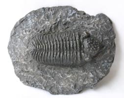 <i>Phacops megalomanicus</i> - trilobite magnet