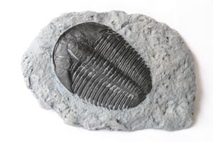 <i>Elrathia kingi</i> - trilobite magnet