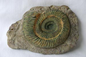 <i>Perisphinctes</i> sp. - ammonite magnet
