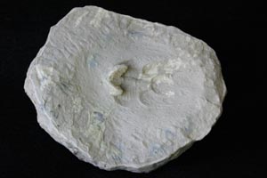 <i>Corynexochida</i>. trilobite replica