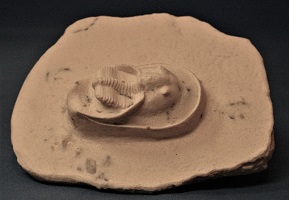 <i>Harpes</i> trilobite replica