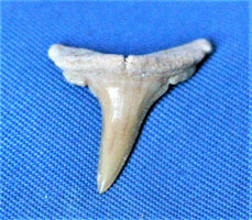 <i>Anomotodon toddi</i> - tooth