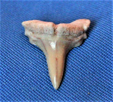 <i>Anomotodon toddi</i> - tooth