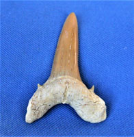 <i>Brachycarcharias lerichei</i> - tooth