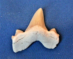 <i>Cretolamna appendiculata</i> - tooth