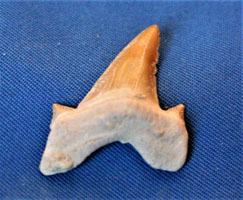 <i>Cretolamna appendiculata</i> - tooth