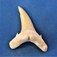 <i>Cretoxyrhina/carcharias hopei</i> - tooth