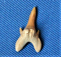 <i>Leptostyrax macrorhiza</i> - symphesial tooth